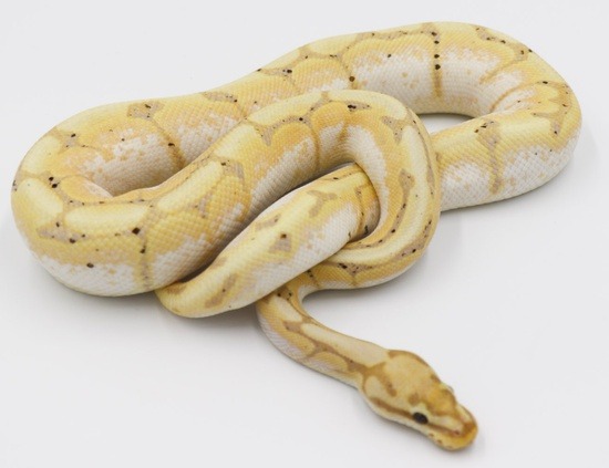 Pastel ball python potential