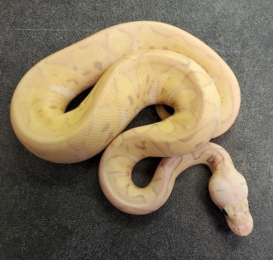 banana ball python