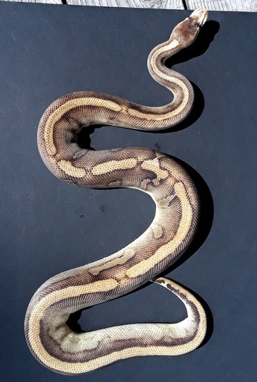 Leopard Ball python Potential