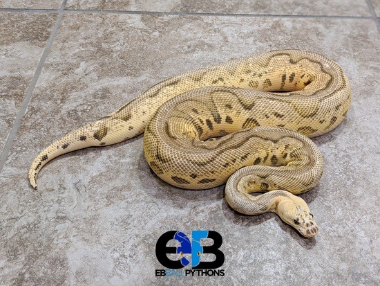 Potential of a leopard ball python