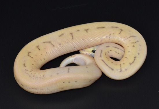 Potential of a Leopard ball python