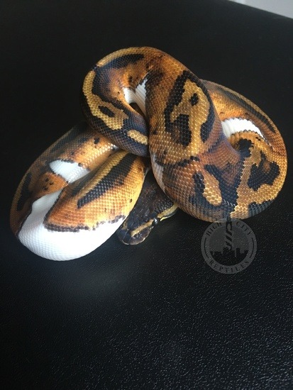 Potential of a Leopard Ball Python