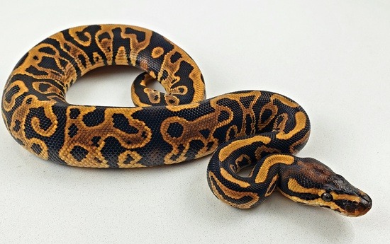 The potential of the Leopard ball python