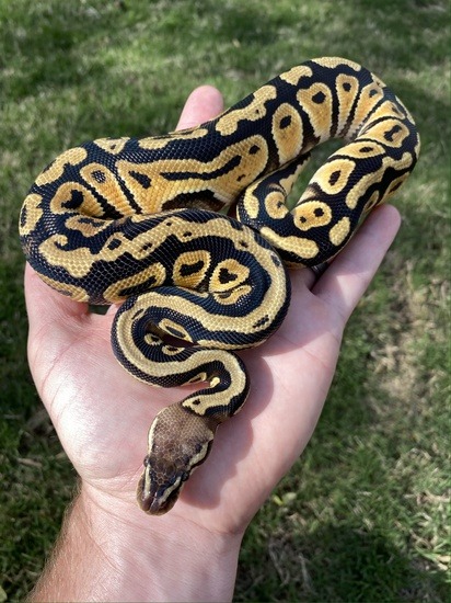 Pastel Ball Python