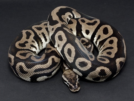 Potential of leopard ball python