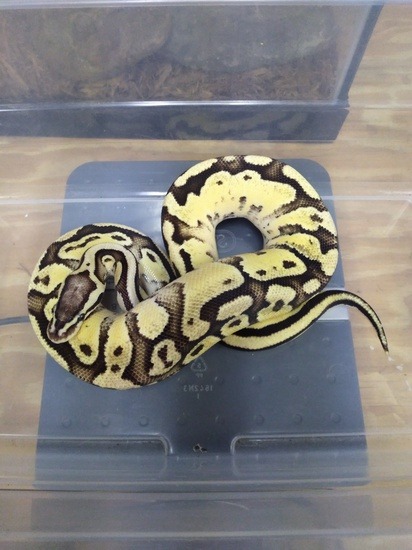 potential of the leopard ball python morph