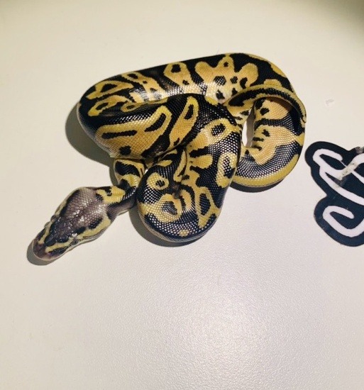 Potential of the leopard ball python 