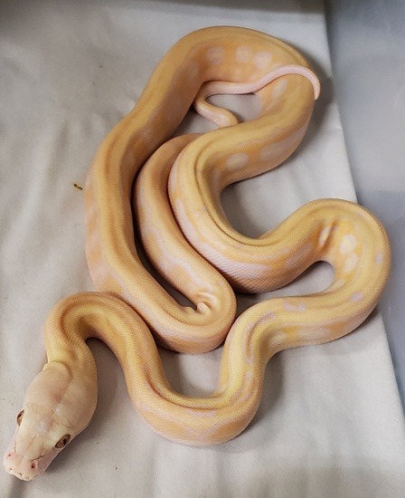 Tiger reticulated python