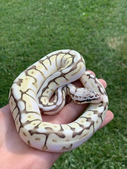 pastel ball python potential
