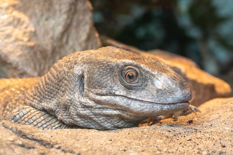 Savannah Monitor Care Sheet
