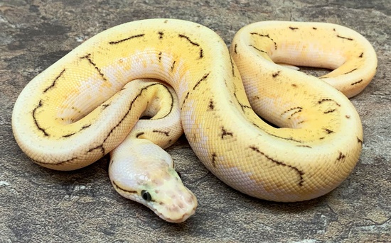 potential of a pastel ball python
