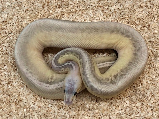 pastel ball python potential