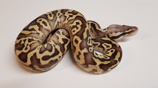 potential of leopard ball python