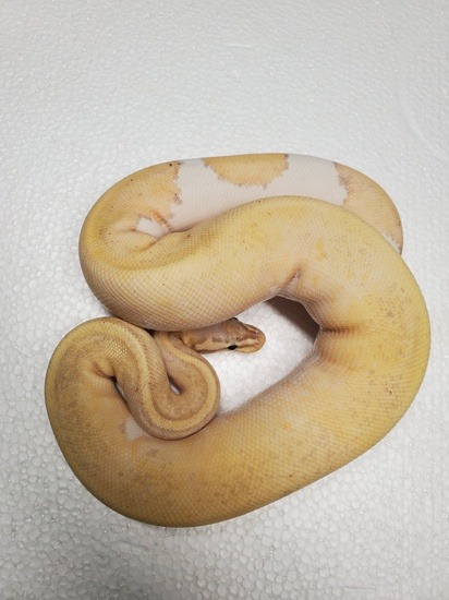 pastel ball pytho potential