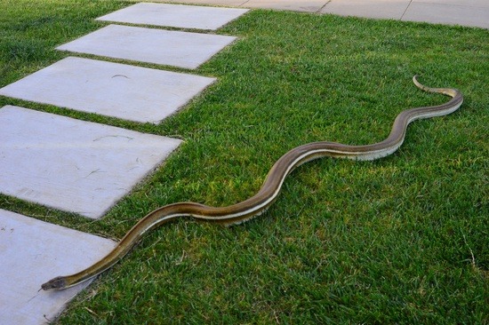 Tiger Reticulated Python