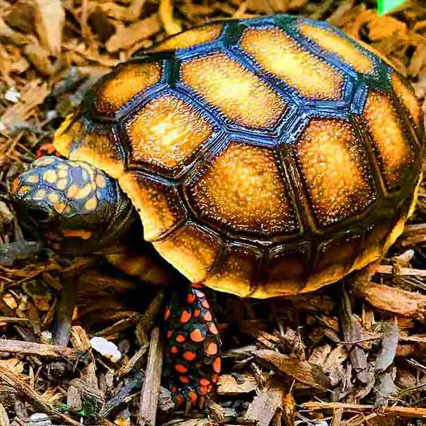 Tortoise For Sale – Tortoise Town! – A 2 Z Reptiles