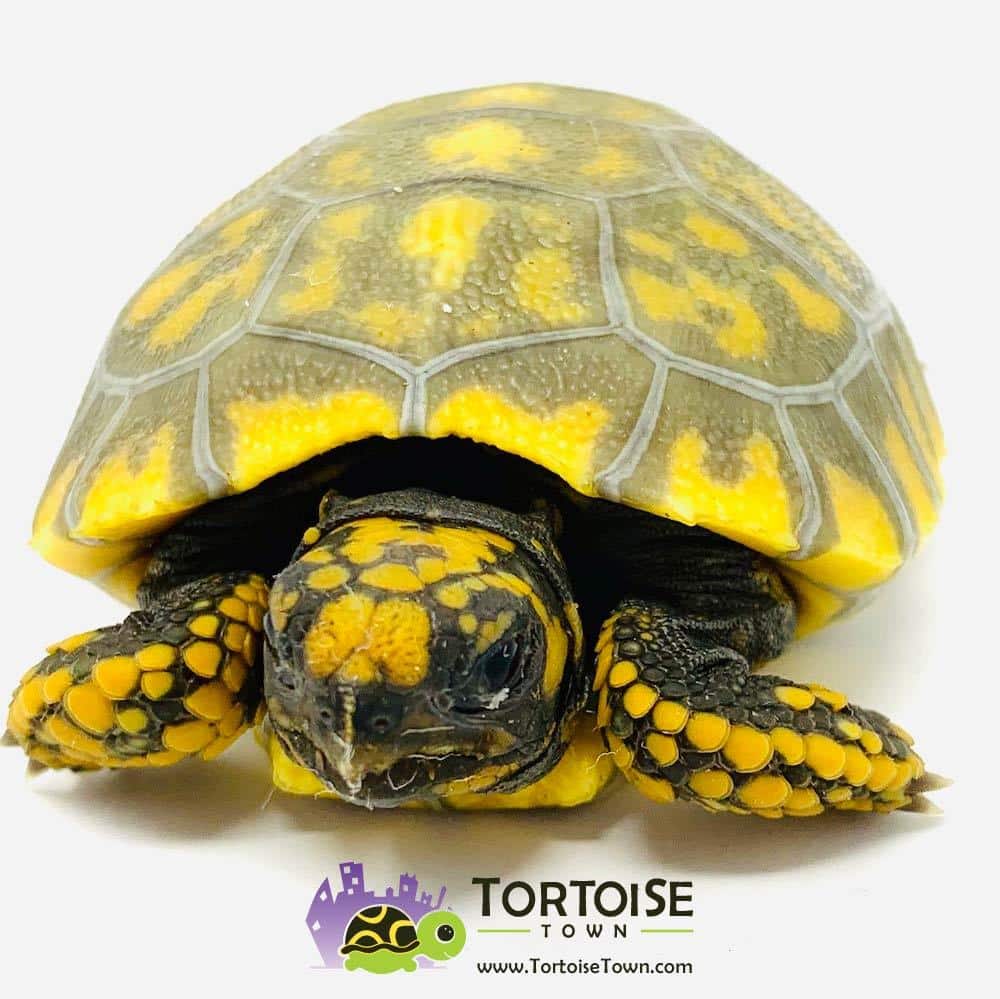 Tortoise For Sale - Tortoise Town!