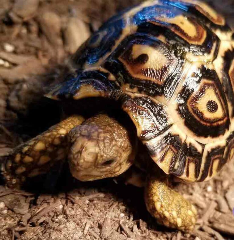 Tortoise For Sale – Tortoise Town! – A 2 Z Reptiles