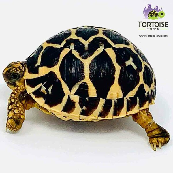 Tortoise For Sale – Tortoise Town! – A 2 Z Reptiles