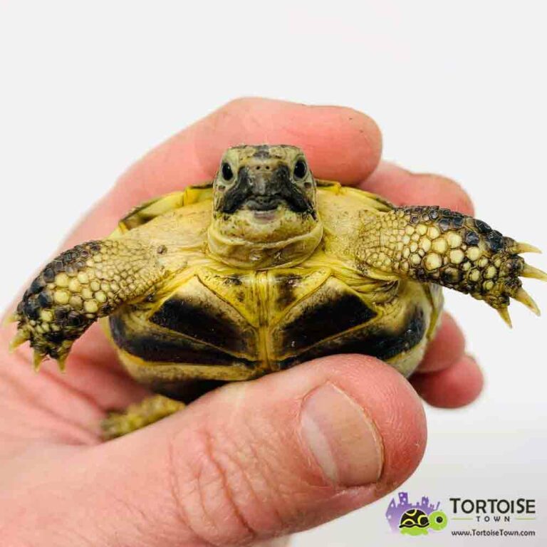 Tortoise For Sale – Tortoise Town! – A 2 Z Reptiles