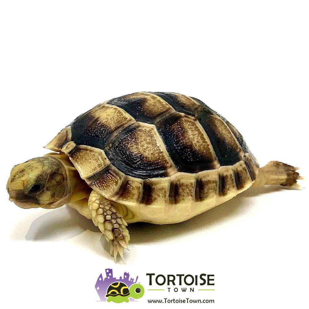 Tortoise For Sale - Tortoise Town