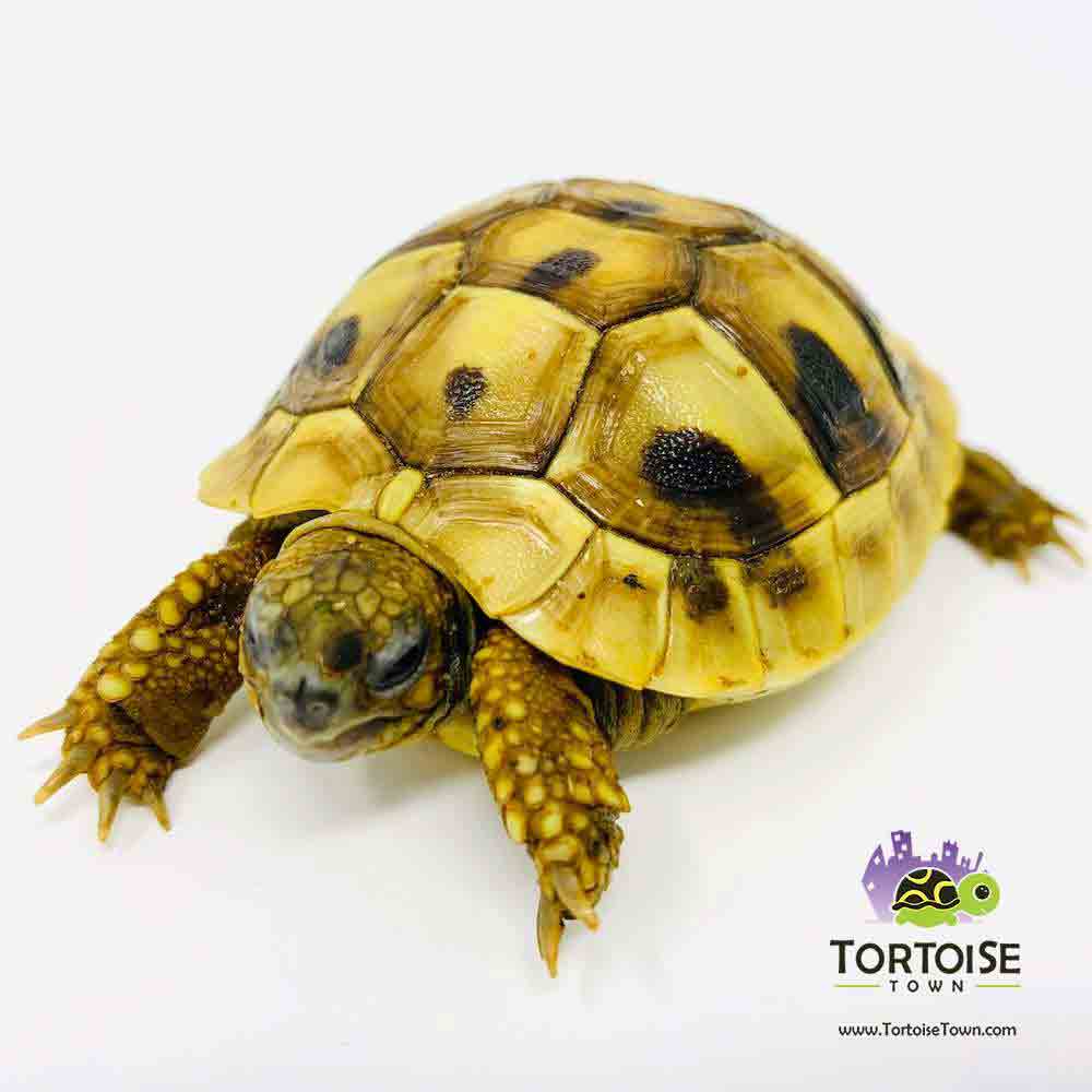 Tortoise For Sale - Tortoise Town!