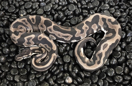 The potential of the leopard ball python