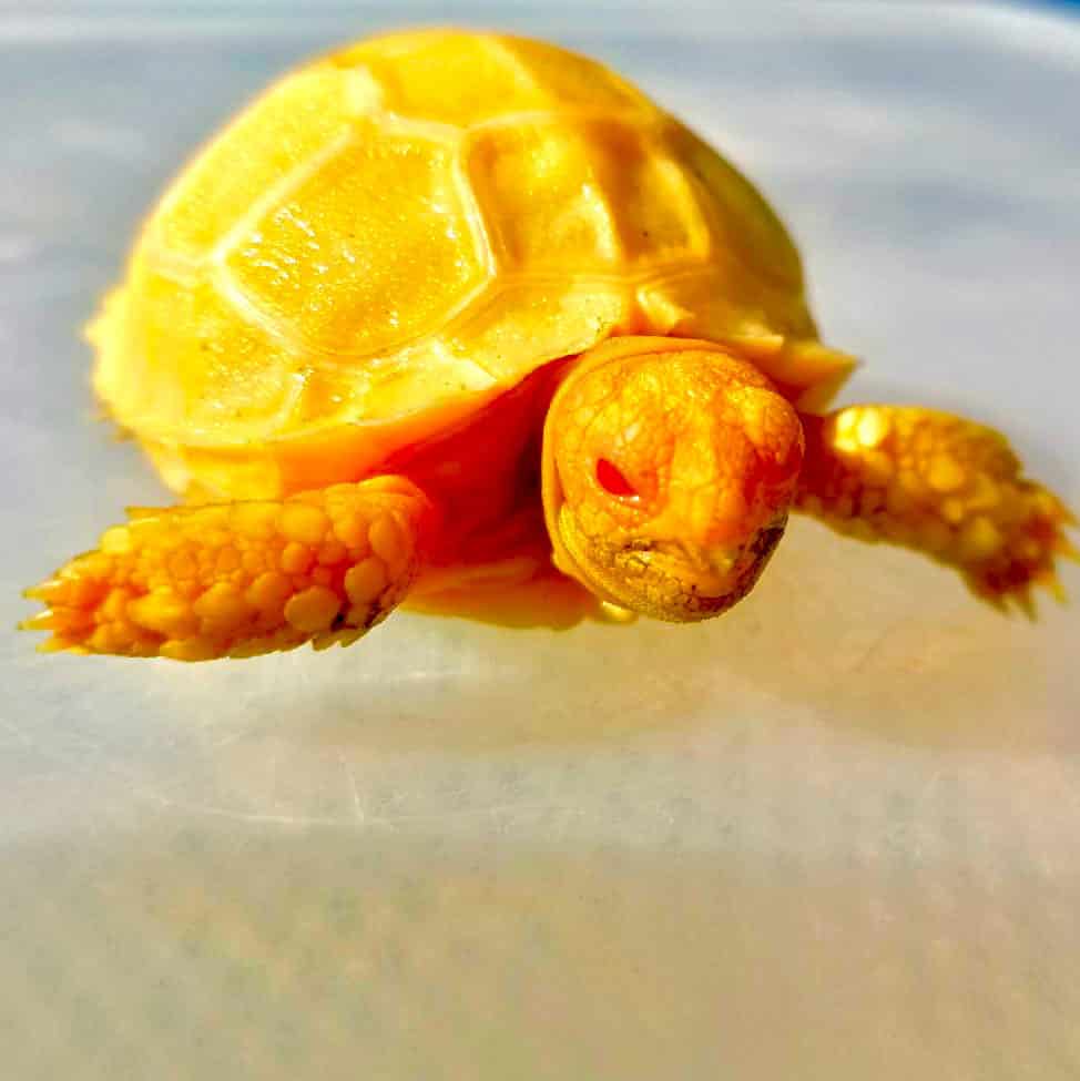 Tortoise For Sale - Tortoise Town!