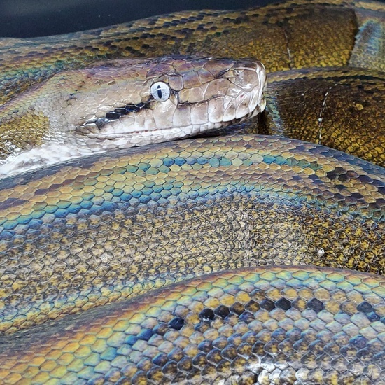 Goldenchild Reticulated Python