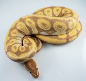 Co-Dominant Ball Python Morphs – A 2 Z Reptiles