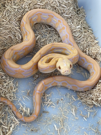 Purple Phase Albino Reticulated Python